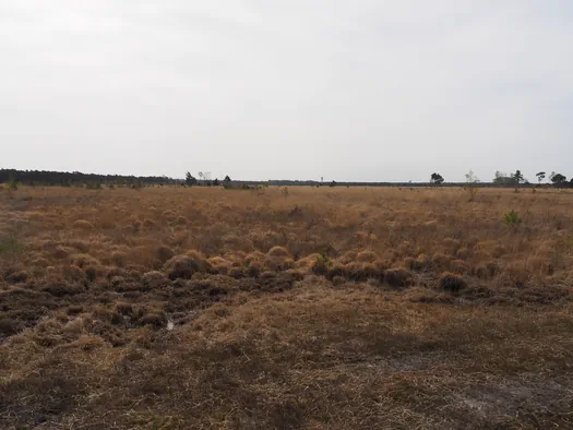 Kalmthoutse Heide, Kalmthout (België)